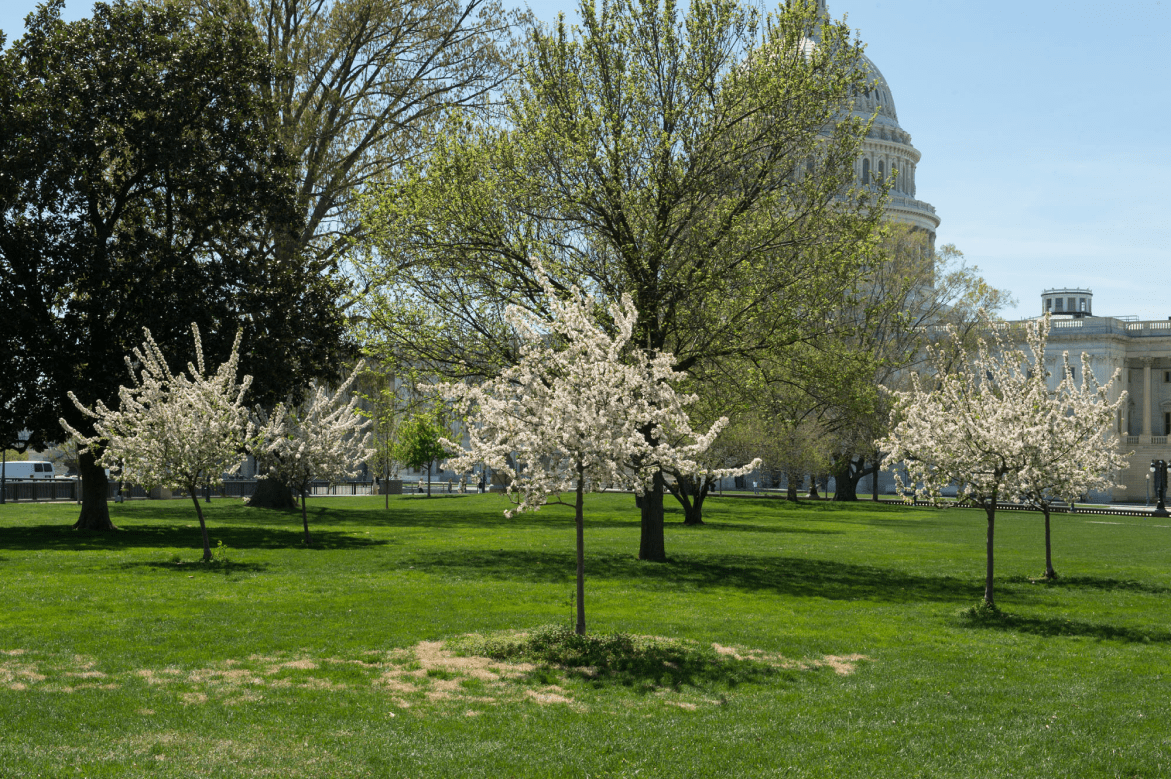 Sullivan Brothers Trees